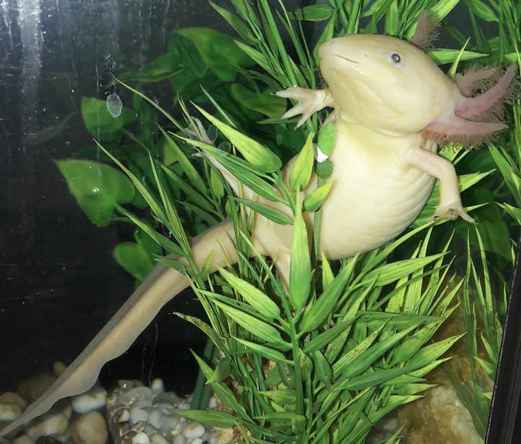 Axel, axolotl, directeur technique