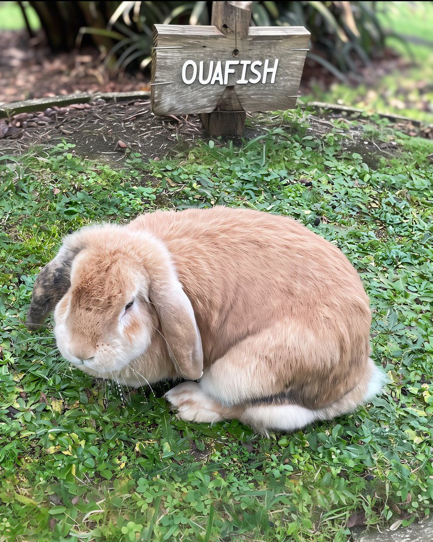 Hans, lapine bélier fauve, couchée dans l'herbe devant un panneau en bois portant l'inscription OUAFISH
