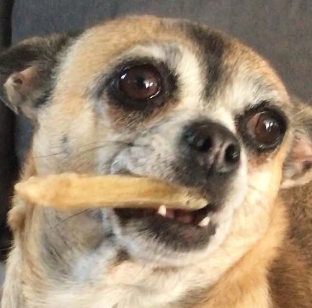 Patrick, chihuahua stagiaire du service client Ouafish, tenant un os dans sa gueule